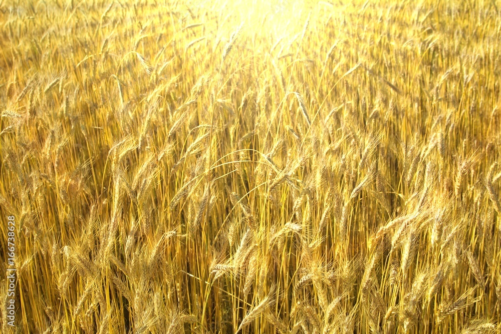 Ears of ripe corn lit by strong sun rays Ears of ripe corn lit by strong sun rays