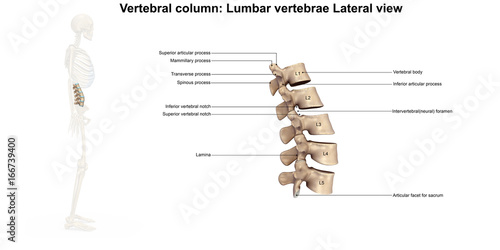Billede på lærred Skeleton_Lumbar Spine_Lateral