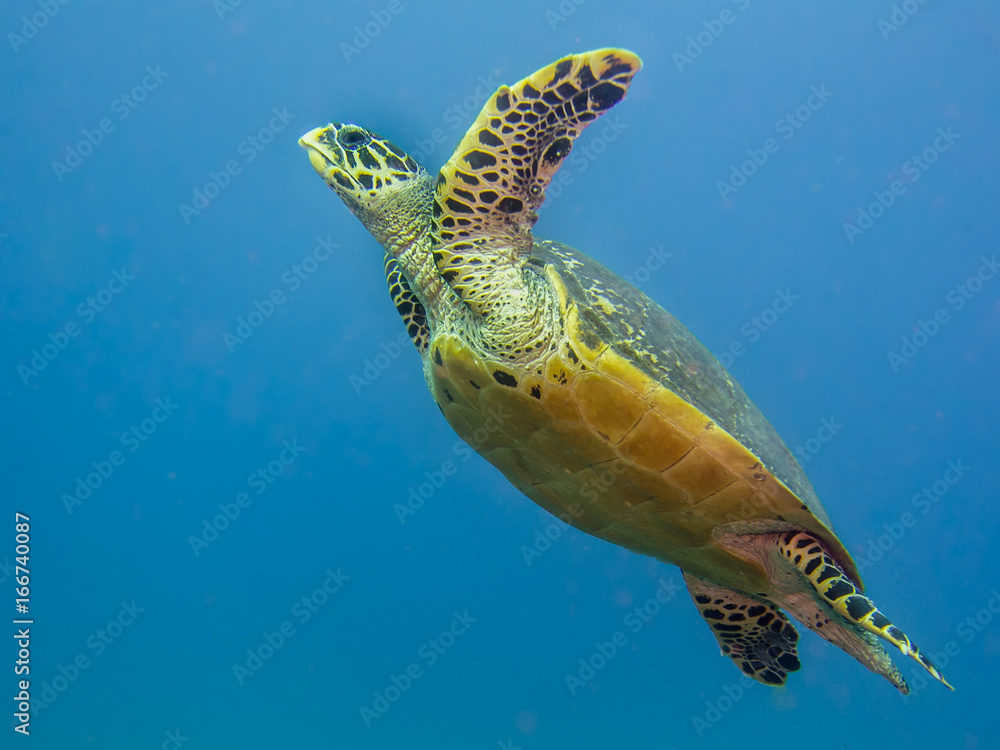 Obraz premium Hawks-bill sea turtle swimming in open water.