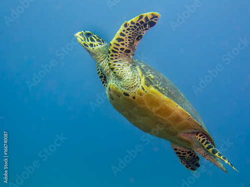 Hawks-bill sea turtle swimming in open water.