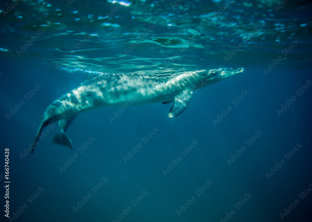 Fototapeta premium Bottle nosed dolphin underwater.