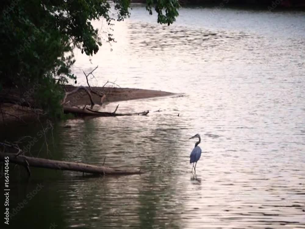 A view of a blue heron on Lake Norman in Troutman, North Carolina. A view of a blue heron on Lake Norman in Troutman, North Carolina.