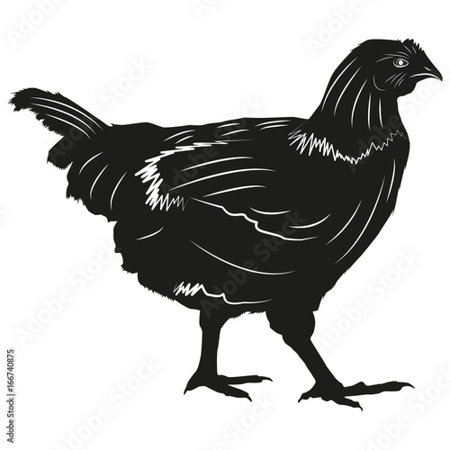 Picture of a chicken. Chicken Silhouette.