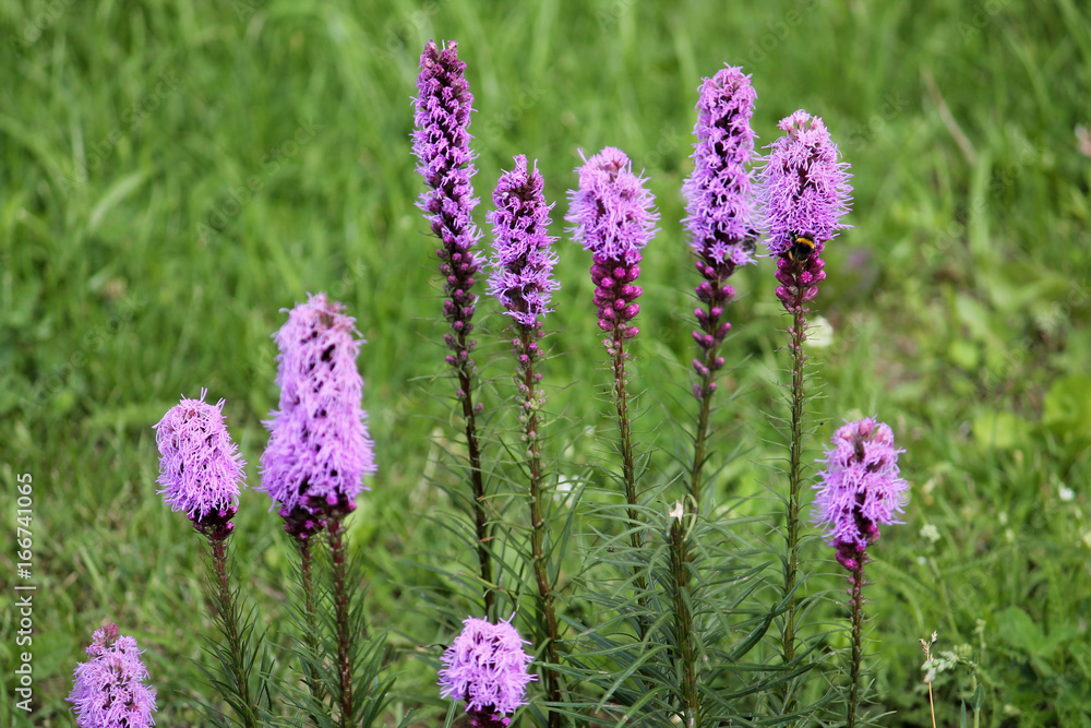 Obraz premium Dense blazing star flowers (Liatris spicata) on green background