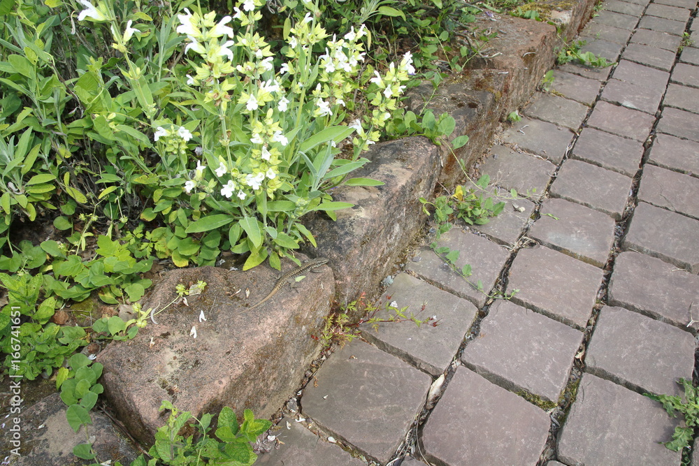 Fototapeta premium Ruineneidechse, Mauereidechse, Podarcis siculus Eidechse im Garten im Blumen Beet
