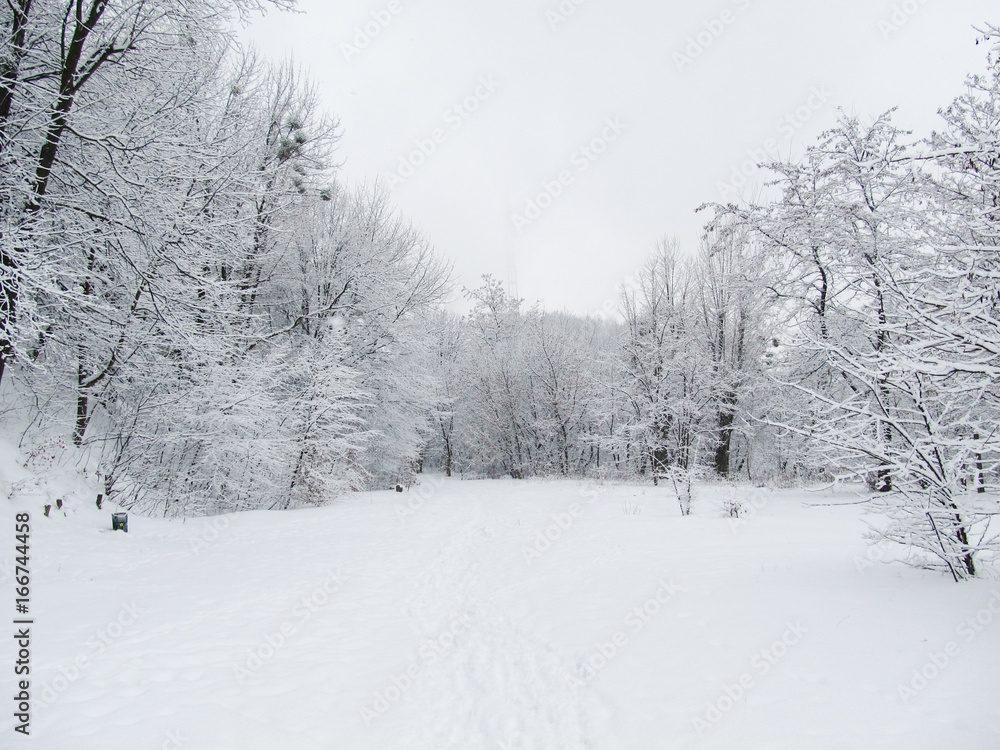 Fototapeta premium Winter in park