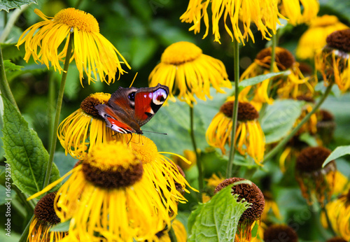 Yellow ox eye flower with a peacock butterfly photo