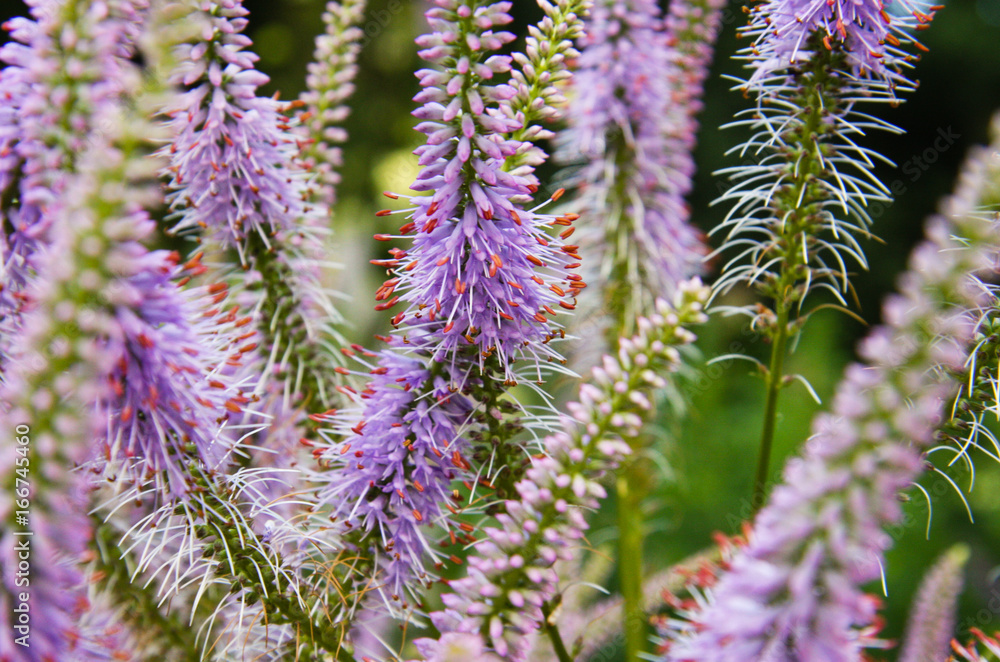 Purple veronica in bloom closeup Purple veronica in bloom closeup