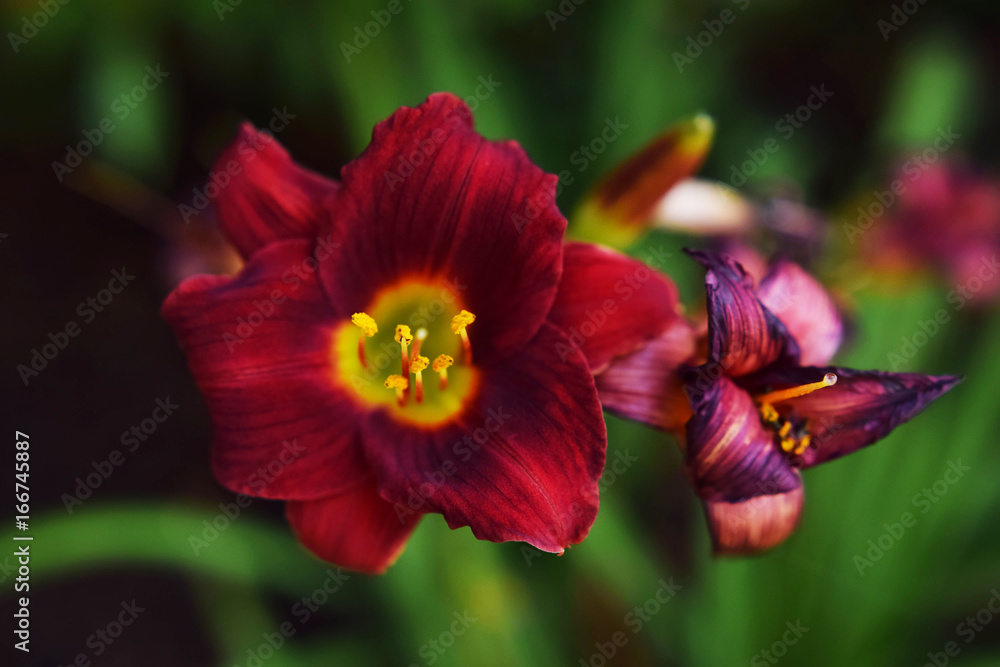 Day Lily Day Lily