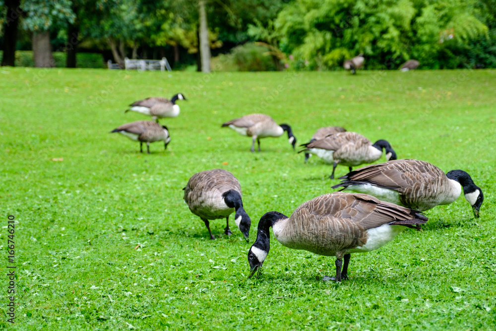 A herd of Canada geese seeking food on a grass field A herd of Canada geese seeking food on a grass field