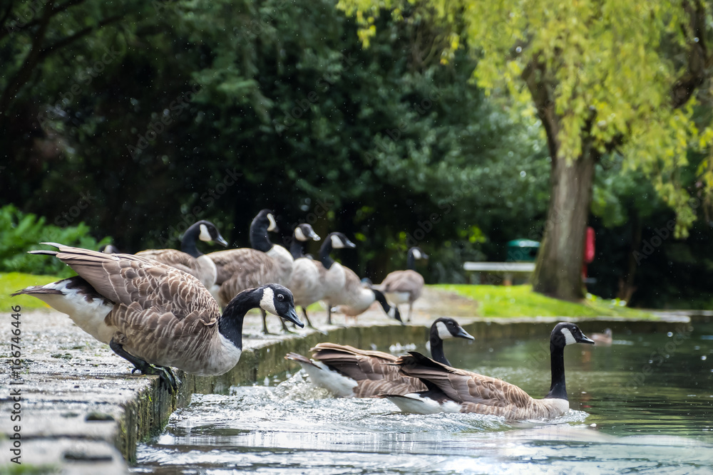 Fototapeta premium A herd of Canada geese entering the water