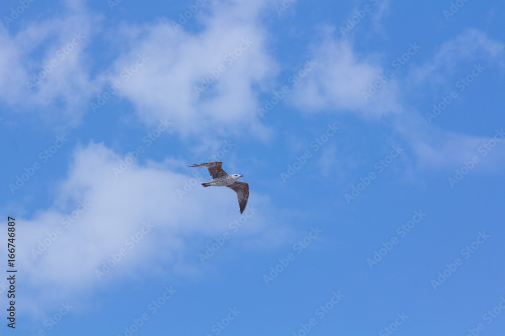 Obraz premium Seagull flying over the sky