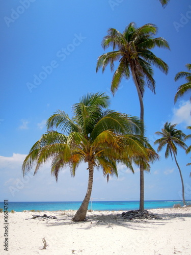 Palms in a beach in Half moon Caye  Belize