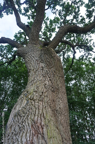 Large english tree