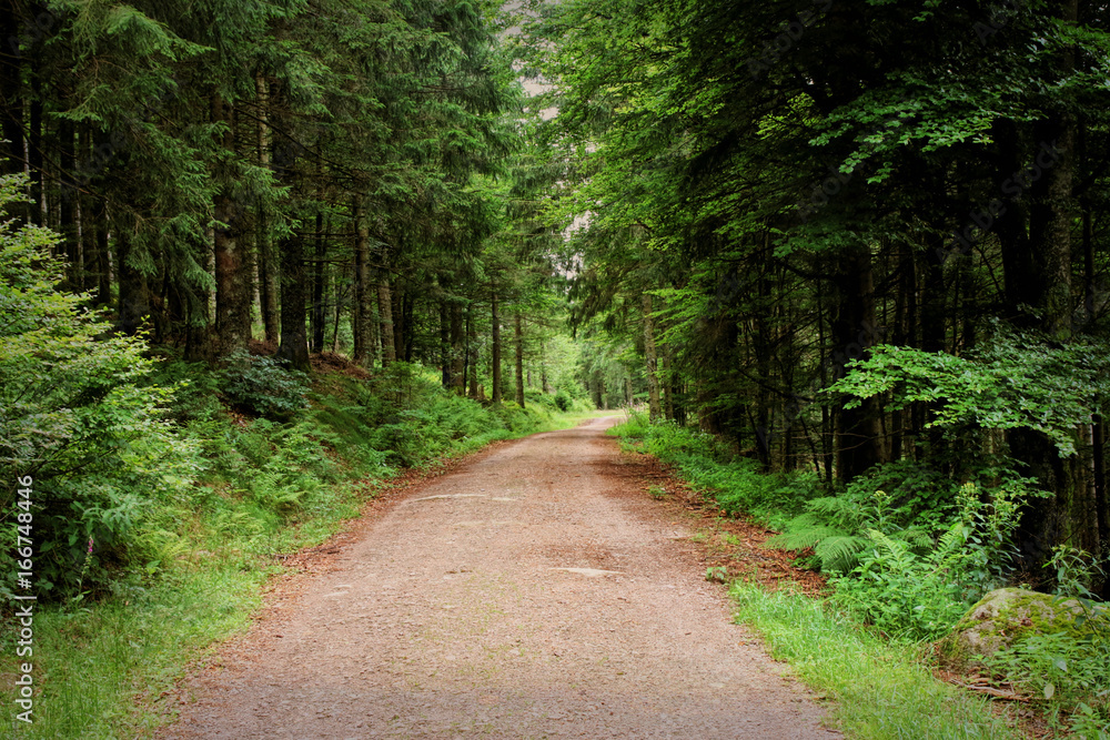 Hiking along a path in the Black Forest, Germany Hiking along a path in the Black Forest, Germany