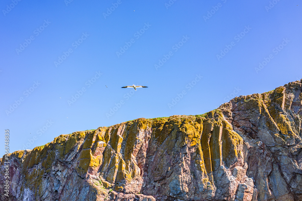 Gannet bird flying by Rocher Perce rock cliff in Gaspesie region of Quebec, Canada