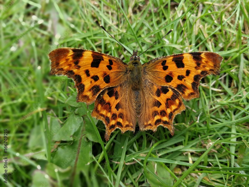 Comma butterfly on grass with open wings Comma butterfly on grass with open wings