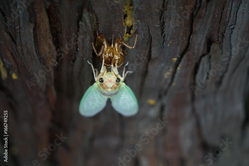 Closeup of cicada's face during emergence 