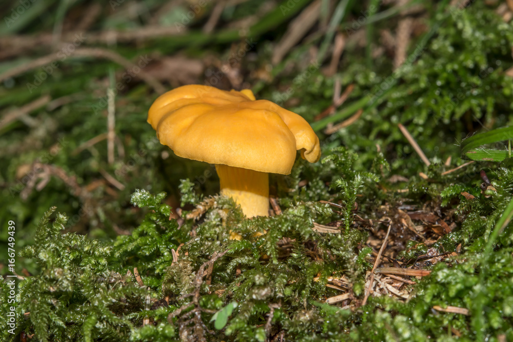 Eierschwammerl, Echter Pfifferlinge, Rehling (Cantharellus cibarius) - Schwammerl im Wald wachsend Eierschwammerl, Echter Pfifferlinge, Rehling (Cantharellus cibarius) - Schwammerl im Wald wachsend