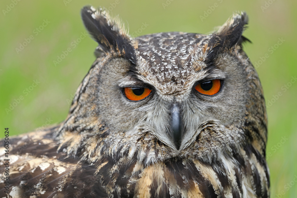 Eurasian eagle-owl Eurasian eagle-owl