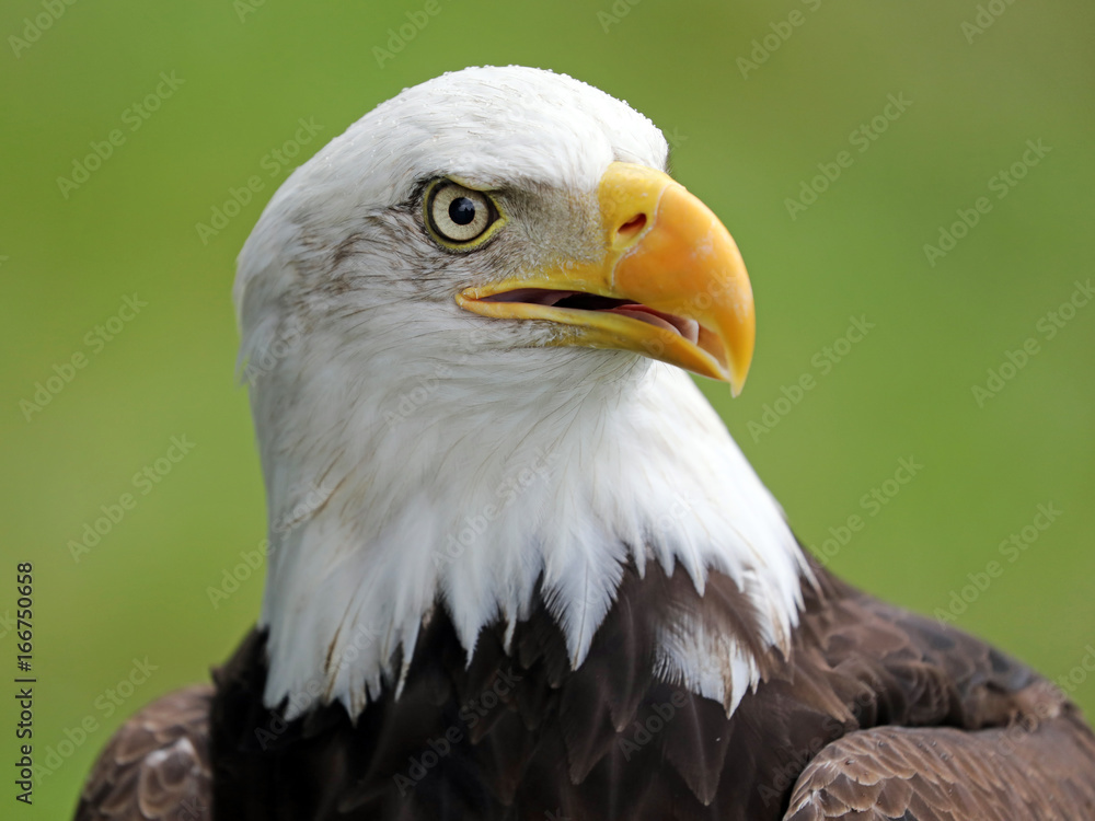 Fototapeta premium Bald Eagle
