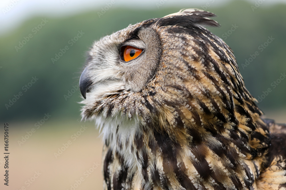 Obraz premium Eurasian eagle-owl