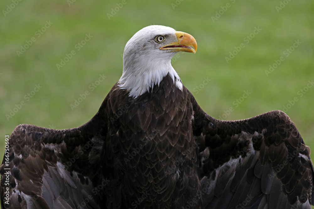 Fototapeta premium Bald Eagle