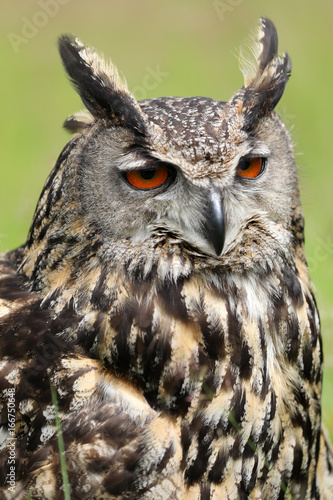 Eurasian eagle-owl