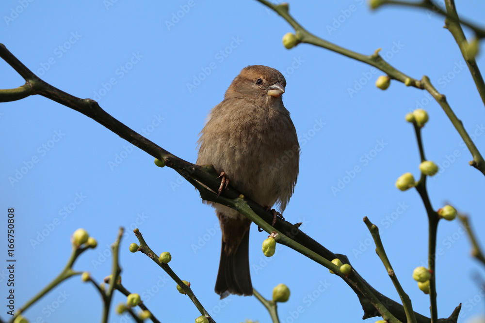 sparrow sparrow