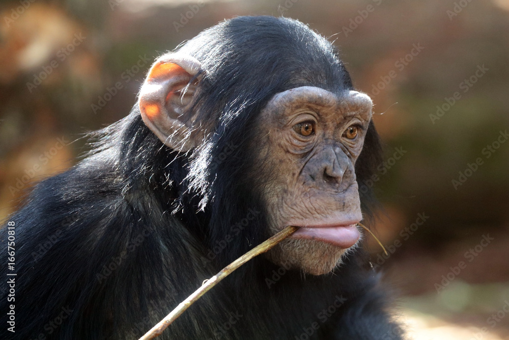 Fototapeta premium Young Chimpanzee