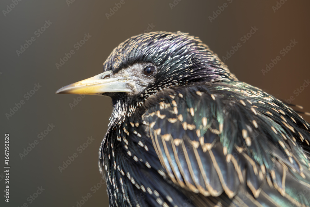 Starling Starling