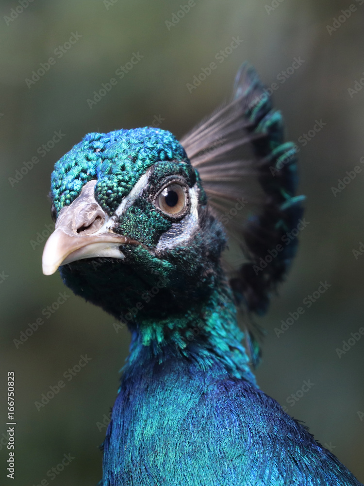Naklejka premium Peacock