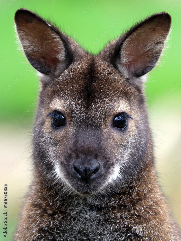 Red-necked wallaby