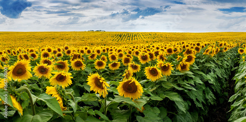 Wonderful panoramic view field of sunflowers