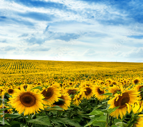 Fototapeta Naklejka Na Ścianę i Meble -  Sunflower field landscape