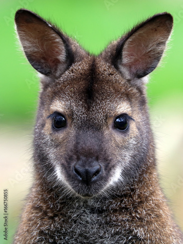 Принти на полотні Red-necked wallaby