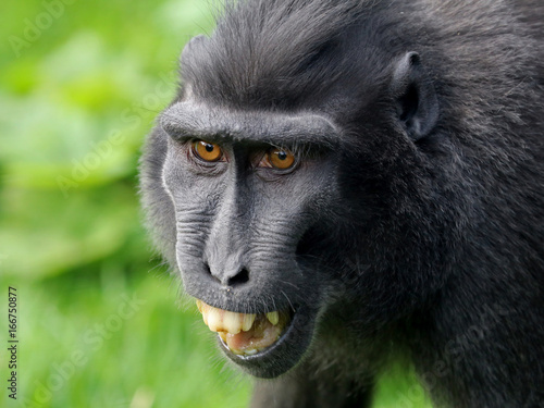 Crested macaque
