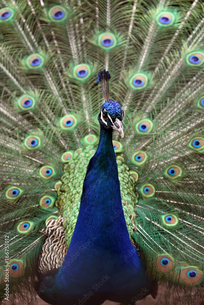 Obraz premium Peacock
