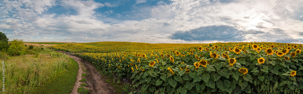 panoramic view with a field of sunflowers with dirt road