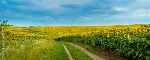 Sunflowers field with a dirt road
