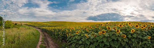 panoramic view with a field of sunflowers with dirt road