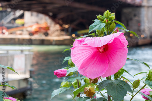 Beautiful, vibrant pink Crimson-Eyed Rose-Mallow flower in focus with a hazy Chicago scene in the background. photo