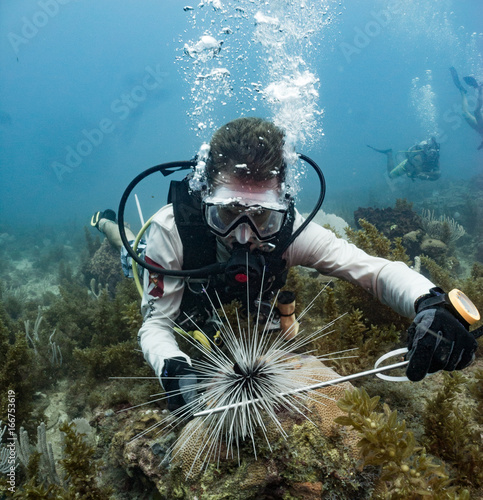 Marine biologist studying sea urchins