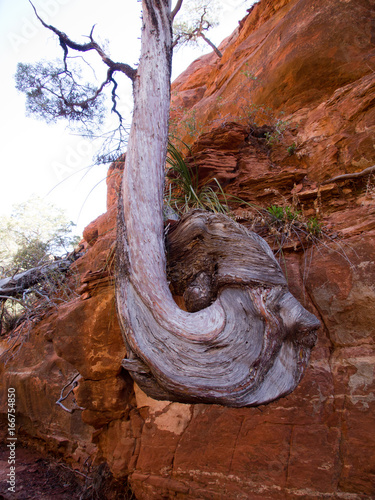 Twisting tree, Sedona, Arizona