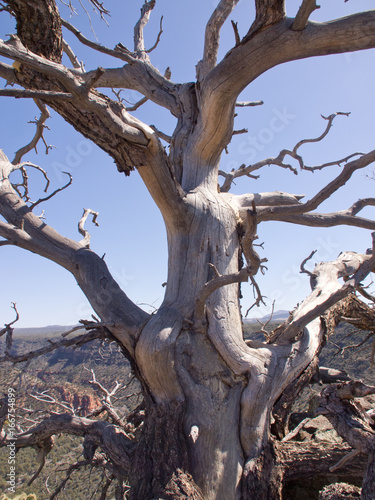 Dead trees, northern Arizona © Alan