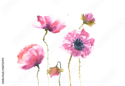 Modern poppy flower painting, floral art, watercolor painting, can be used for home decortae