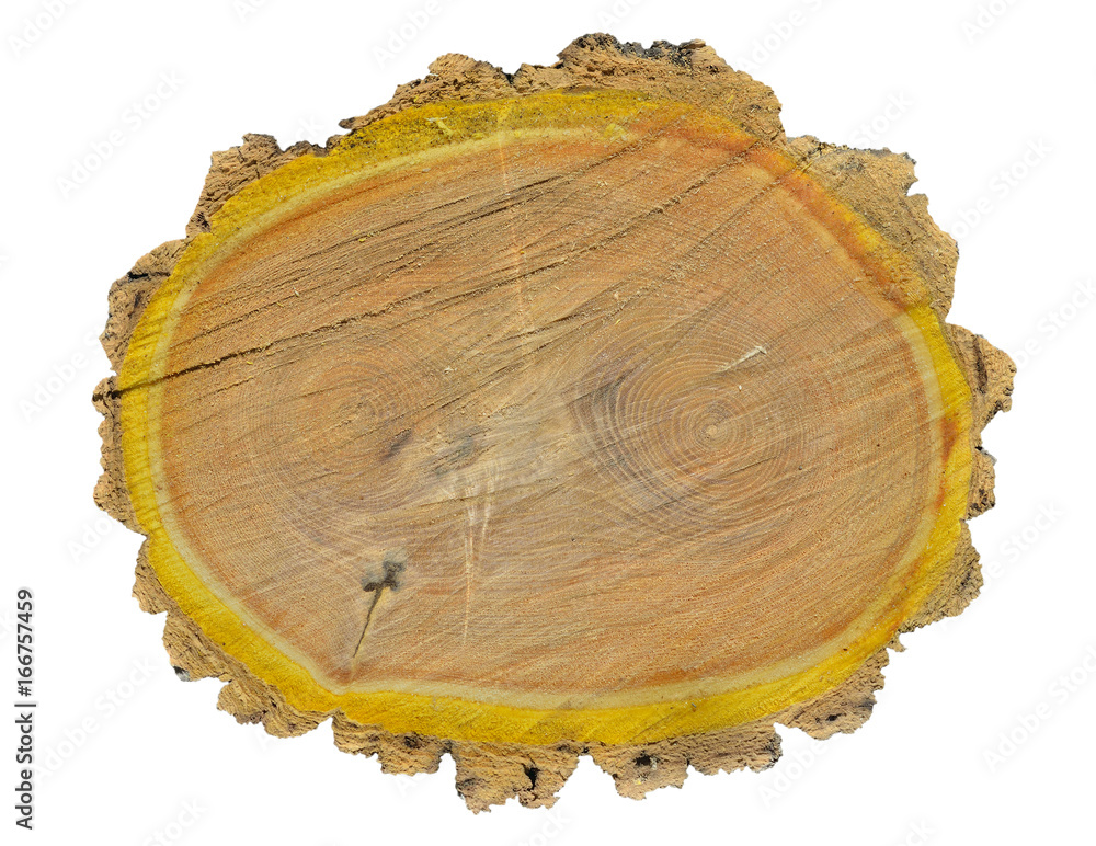 Cut of cork tree 12 Cut of cork tree 12