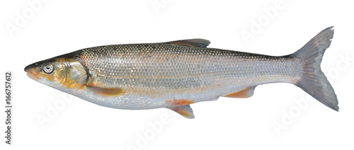 Fish (Leuciscus brandti) 10