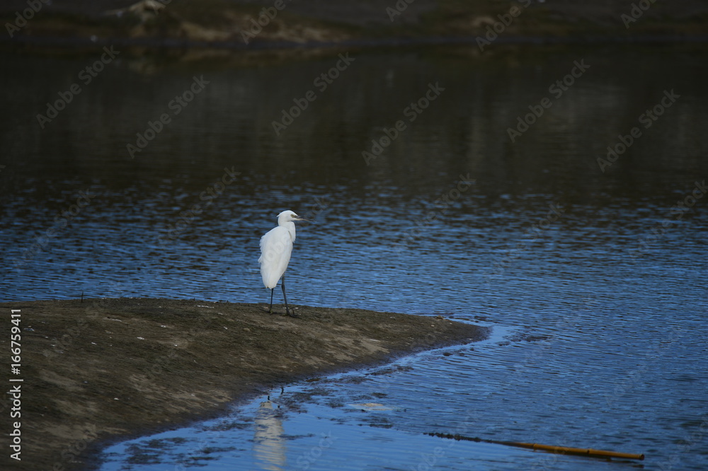 The sea bird The sea bird