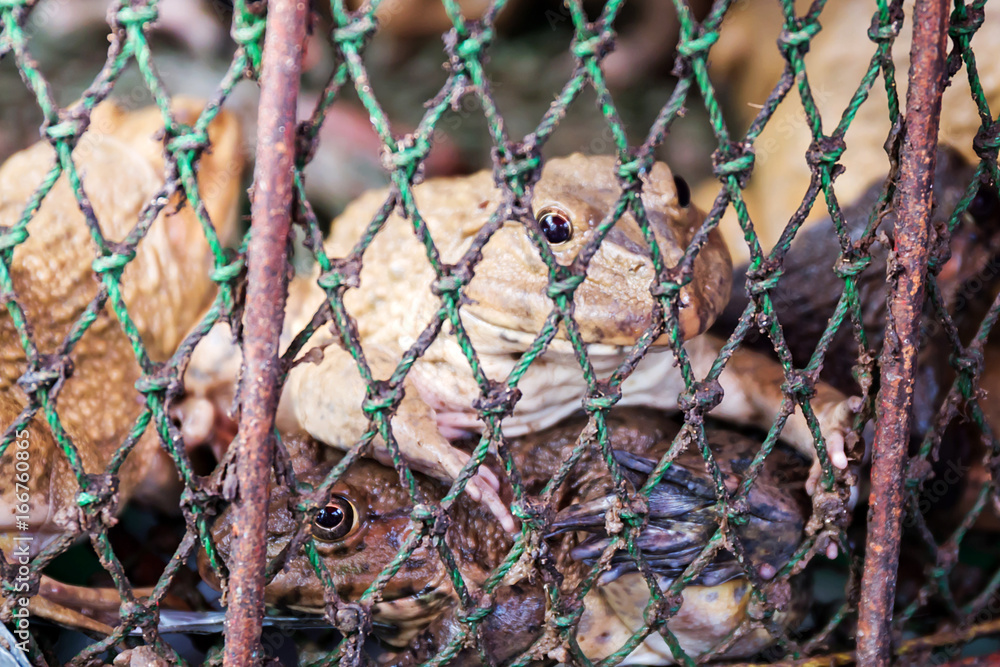 frog in the basket frog in the basket